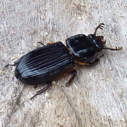 Big%20Beetle.jpg